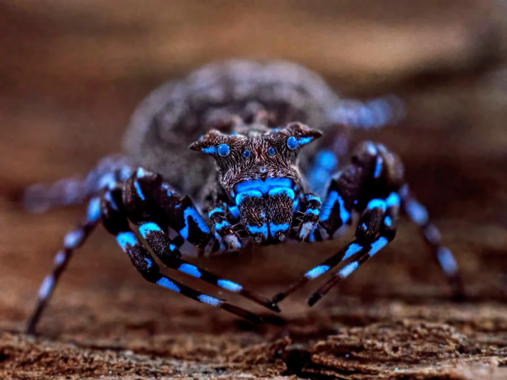 Venom & Silk IMG 3728 1024x768