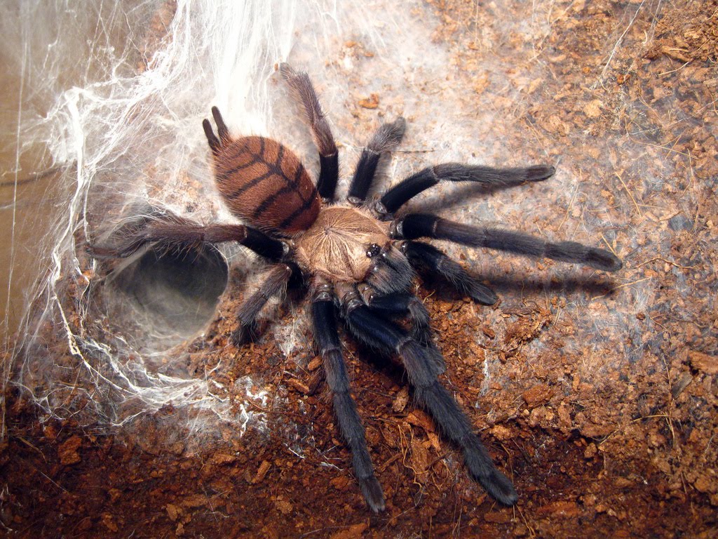 Venom & Silk IMG 4084