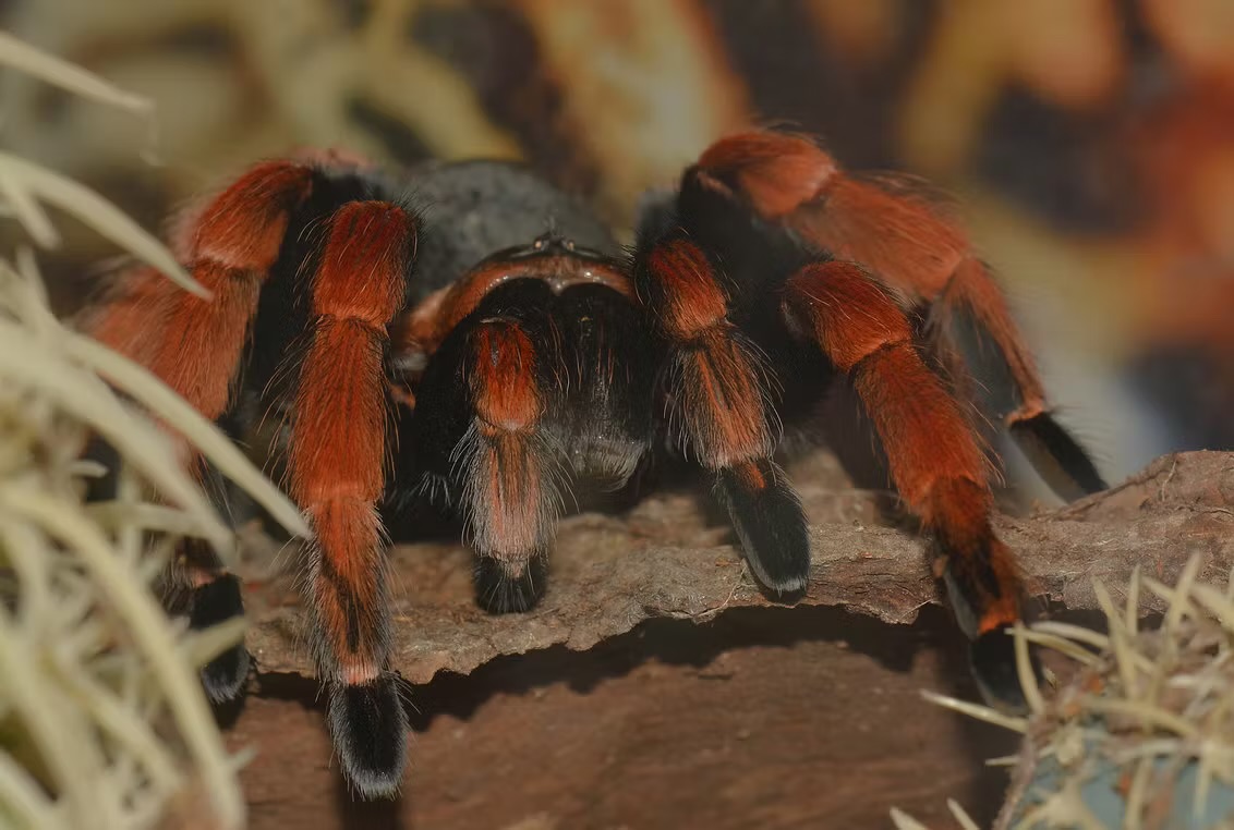 Venom & Silk IMG 5425
