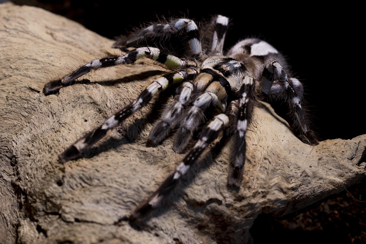 Home tarantula, spider, poecilotheria, regalis, hairy, creepy, phobia, insect, arachnophobia, exotic, arachnid, fear, nature, animal, web, poisonous, scary, brown fear, brown web, tarantula, tarantula, tarantula, tarantula, tarantula