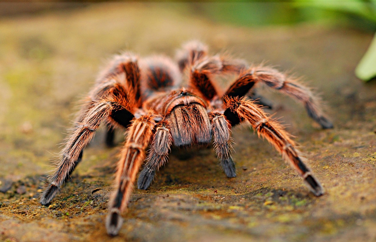 Home spider, tarantula, arachnid, arachnology, arthropod, nature, bug, poisonous, arachnophobia, legs, insect, animal world, close up, fauna, spider, spider, spider, spider, spider, tarantula