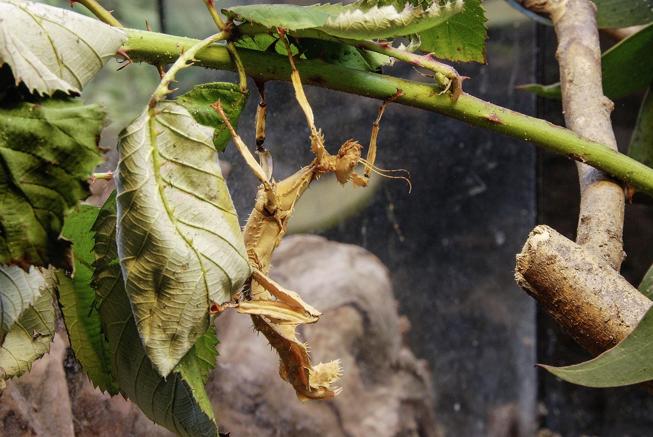 Home australian phasmid, insect, close up, australia, australian, camouflaged, camouflage, ghost insect, brown, invertebrates, extatosoma tiaratum, camouflage, extatosoma tiaratum, extatosoma tiaratum, extatosoma tiaratum, extatosoma tiaratum, extatosoma tiaratum